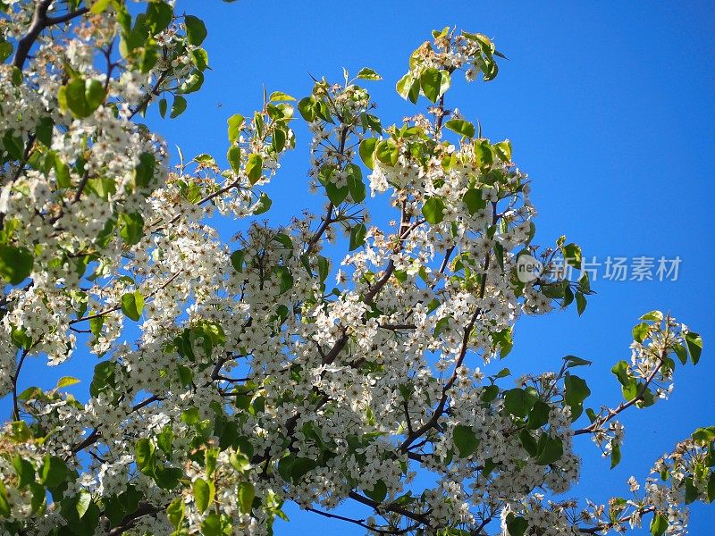 春天开花的树- 2